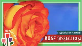 Rose (Flower) Dissection || A Rose by Any Other Name Would Smell as Sweet [EDU]