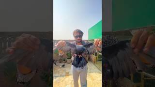 Create Amazing Bird Trap - Creativity Quick Pigeon Trap #birds #shorts #viral