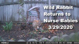 Bunny Nest - 004 - Wild Rabbit Returns to Nurse Babies - 3/29/2020