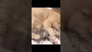 넘나행복~  #shorts  #funny  #cat