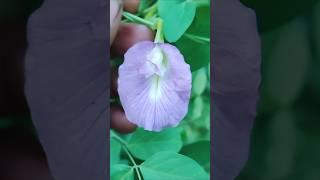 #Twitch #Purple #colour #aparajita #flowers #butterfly pea శంకుపువ్వులు #క్లిటోరియా #టెర్నేటియా