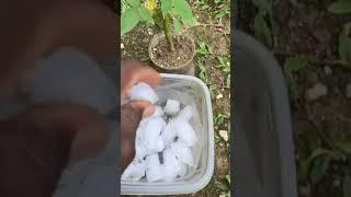 How to water any plants easily #shorts