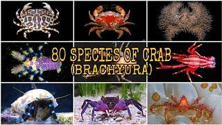 80 SPECIES OF CRAB (Brachyura)