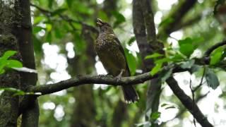 Green Catbird Call #birds #birdsounds