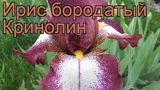 Ирис бородатый Кринолин (iris)  бородатый ирис Кринолин обзор: как сажать, рассада ириса Кринолин