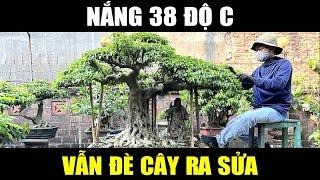 Nắng 38 độ mà vẫn đè cây ra làm như này có sao không cả nhà