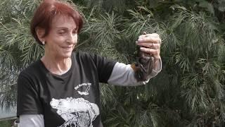 Bat Rescue - A Day in the life of bat carers