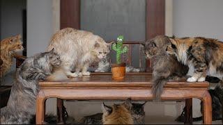 Maine Coon cats vs Cactus.