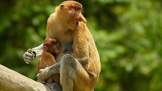 Proboscis Monkey Facts You Need to Know!