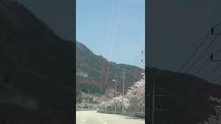 Cherry blossom in korea 2024#cherryvlogs #cherryblossomchannel