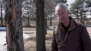 UMN Extension Learn How To Detect EAB in Your Yard