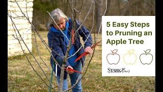 Pruning An Apple Tree in 5 Easy Steps