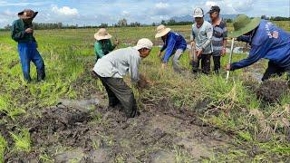 Quy Tụ Toàn Cao Thủ Lão Làng Bắt Gần 10 Kg Chuột Đồng Chỉ Trong 1 giờ.Góc Làng Quê#1275