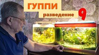 #9 Гуппи. Разведение, селекция и уход    / Аквариумистика с Геннадием Посейдонычем