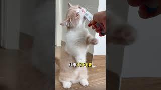 训猫秘籍：4步让猫咪秒记名字 #新手养猫 #养猫经验分享 #养猫攻略 #养猫知识 #cat #貓咪日常 #貓咪 #科学养猫 #猫咪行为学