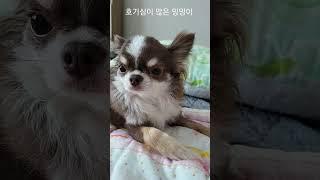 호기심이 많은 밍밍이 ^^#chihuahua #cute #dog #puppy #치와와