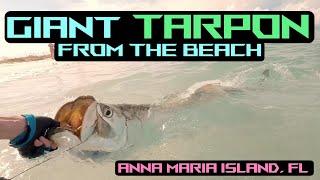 Tarpon Fishing Anna Maria Island, FL! We Caught a Giant!!! (LBSF/Surf Fishing)