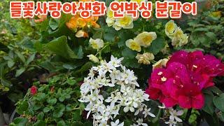 #대문자초 #베고니아 #부겐베리아 #여우꼬리 들꽃사랑야생화 언박싱