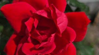 Life is Hard by Matthew Strickland
