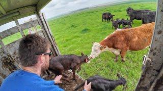 Cows and Calves head to Green Grass!