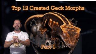 Top 12 Crested Gecko Morphs 2024 (Part 1)