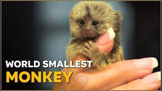 The World's  Tiniest Monkey: Pygmy Marmoset | Nature Nuggets