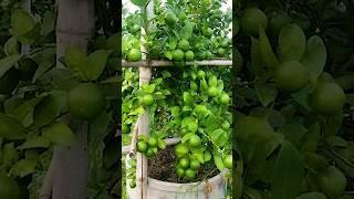 How grow Lemon tree, great idea to propagate Lemon tree by air layering using a Carrot #lemontree