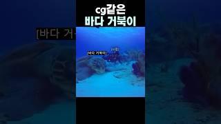 실제 바다 거북이를 보면