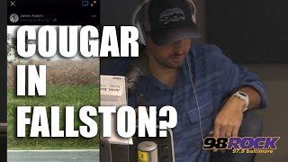 Is A Cougar Roaming In Fallston Maryland?