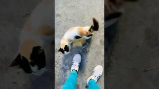 Morning walk with pussy  #shorts #motivation #pets #comedy #funny