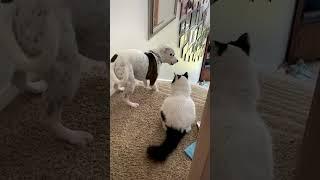 Funny Dog Becomes Scaredy Cat Around Family's Feline!