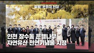 나이가 무려 800살?! 인천 장수동 은행나무 천연기념물 지정식 feat.자연유산 홍보대사 박진희