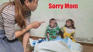 Spoiled Mimi Kuku Monkey Apologizes To Mom For Ruining The Room