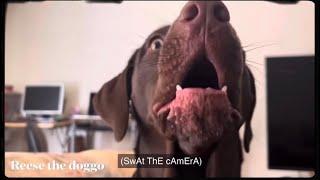 Proof dogs can talk & have conversations back &  forth with humans talking dog understands us