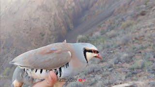 Шикори Кабк Keklik avi tuzakla Охота на куропатка Partridge hunting Kabk shikar شکار کبک Chukar avi