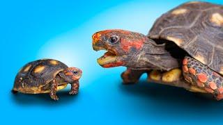 5 Famous Tortoises and their Adorable Babies! Garden State Tortoise