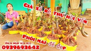 Phôi mai đế đẹp giá rẻ 5/11 #chịNhí0939693642 |MaivàngThanhTâm