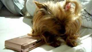The doggie and the pink Nintendo DS