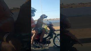 Dog Chauffeurs His Humans on Motorbike || ViralHog