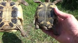 Europäische Landschildkröten: Meine Arten