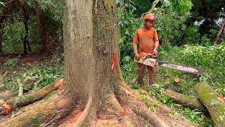 Special Very dense wood‼️cut down 5 Mahogany trees