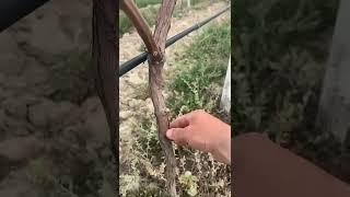 Зачем нужно удалять зелёные побеги винограда?
