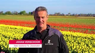 Bollenrevolutie 4.0 - detectie van tulpen met virus