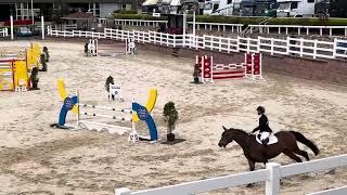 KSH CASCACONNADOR ( CONNOR X NEWTON)      2016 GELDING Cavan Equestrian centre