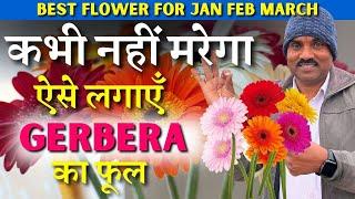 कभी नहीं मरेगा || जरबेरा/Gerbera का फुल ऐसे लगायें || Best Trick to Grow Plants