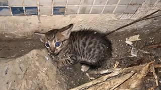 The abandoned kitten trembled in a corner, but after careful care, he chose to trust humans again.️