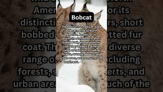 FACTS to KNOW about BOBCATS: Nature Unleashed!!! #shorts #facts