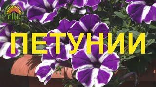 Петунии