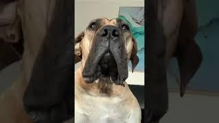 Update on Boerboel Molly