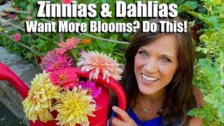 Zinnias & Dahlias - Want More Blooms?  Do This!